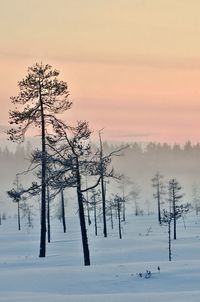 Trees on snow covered landscape against sky during sunset
