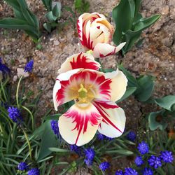 High angle view of crocus blooming outdoors