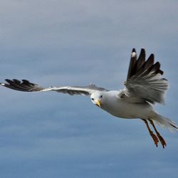 Low angle view of seagull flying against sky