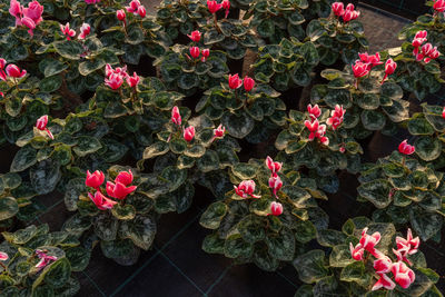 High angle view of pink flowering plants