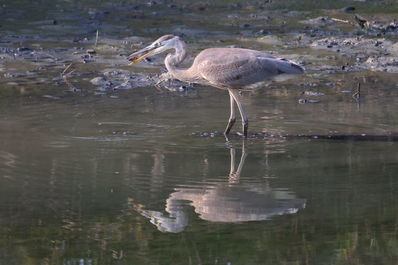 Here you go, a good catch Grey Heron  Animal Themes Animal Wildlife Animal Wildlife Bird Water One Animal Reflection No People Nature Lake Heron Full Length Day Side View Wading Outdoors Beak Animals Hunting Wetland