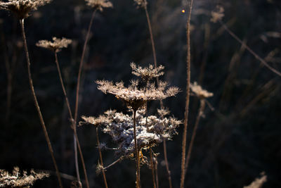 Close-up of frozen plant on land