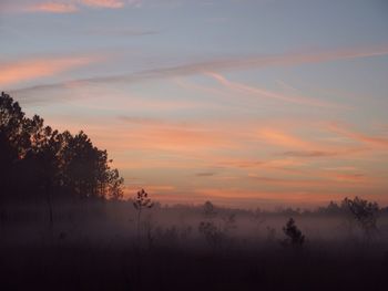 Silhouette trees against sky during sunset