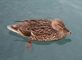 High angle view of mallard duck swimming on lake