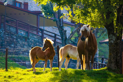 Horses standing in field