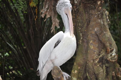 Close-up of bird