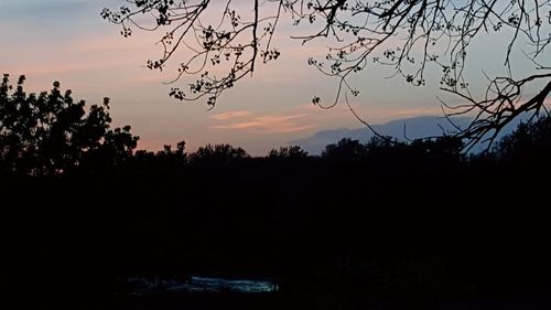 Silhouette of trees at sunset