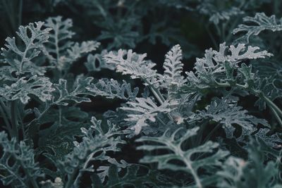 Close-up of frozen plants during winter