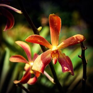 Close-up of flower blooming outdoors