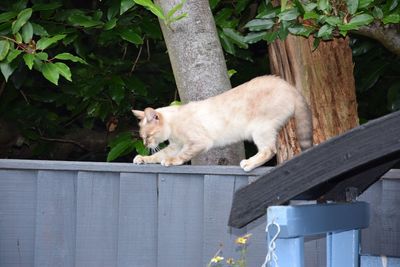 Cat lying on a fence