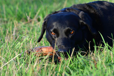 Low angle shot of a young black labrador retriever chewing a stick 