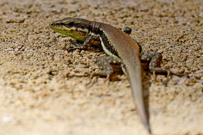 Close-up of lizard on land