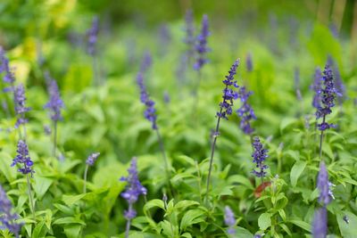 Close-up of purple flowering plants on field