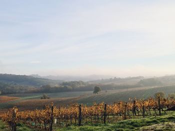 Scenic view of field against sky
