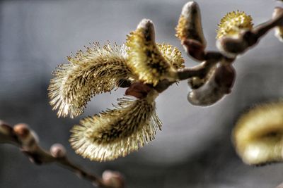 Close-up of flowers against blurred background