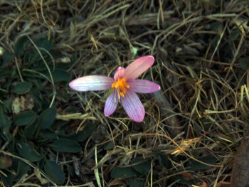 Close-up of purple flower blooming in field