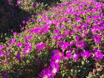 Close-up of purple flowers blooming outdoors