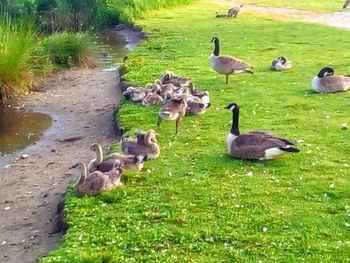 Flock of birds in a lake