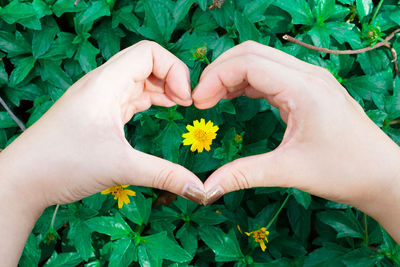 Close-up of hand holding yellow flowers