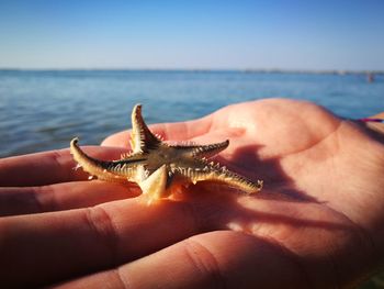 Starfish on hand