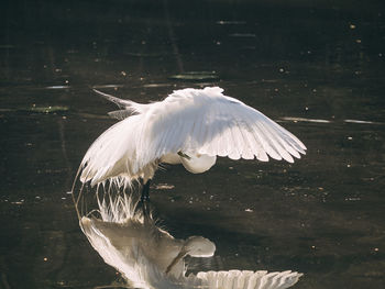 White bird flying over lake