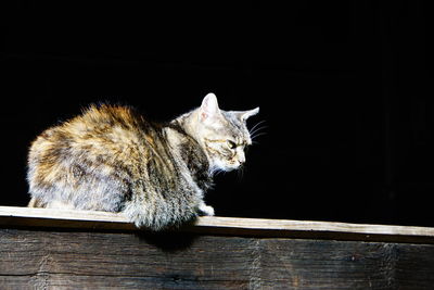 Turtle on black background