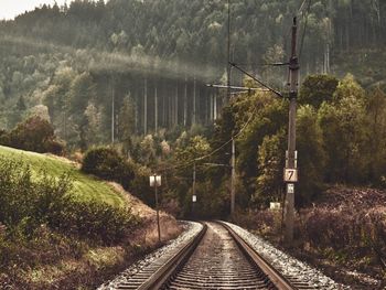 Railroad tracks amidst trees and plants