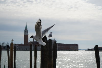 Seagull flying over sea against sky