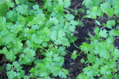 Close-up of plants growing on field