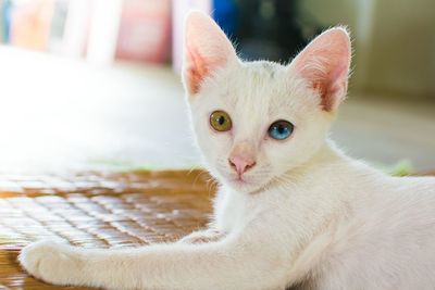 Close-up portrait of white cat