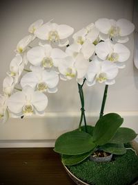 White flowers in vase on table