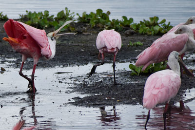 Angry roseate spoonbill platalea ajaja and no one is listening