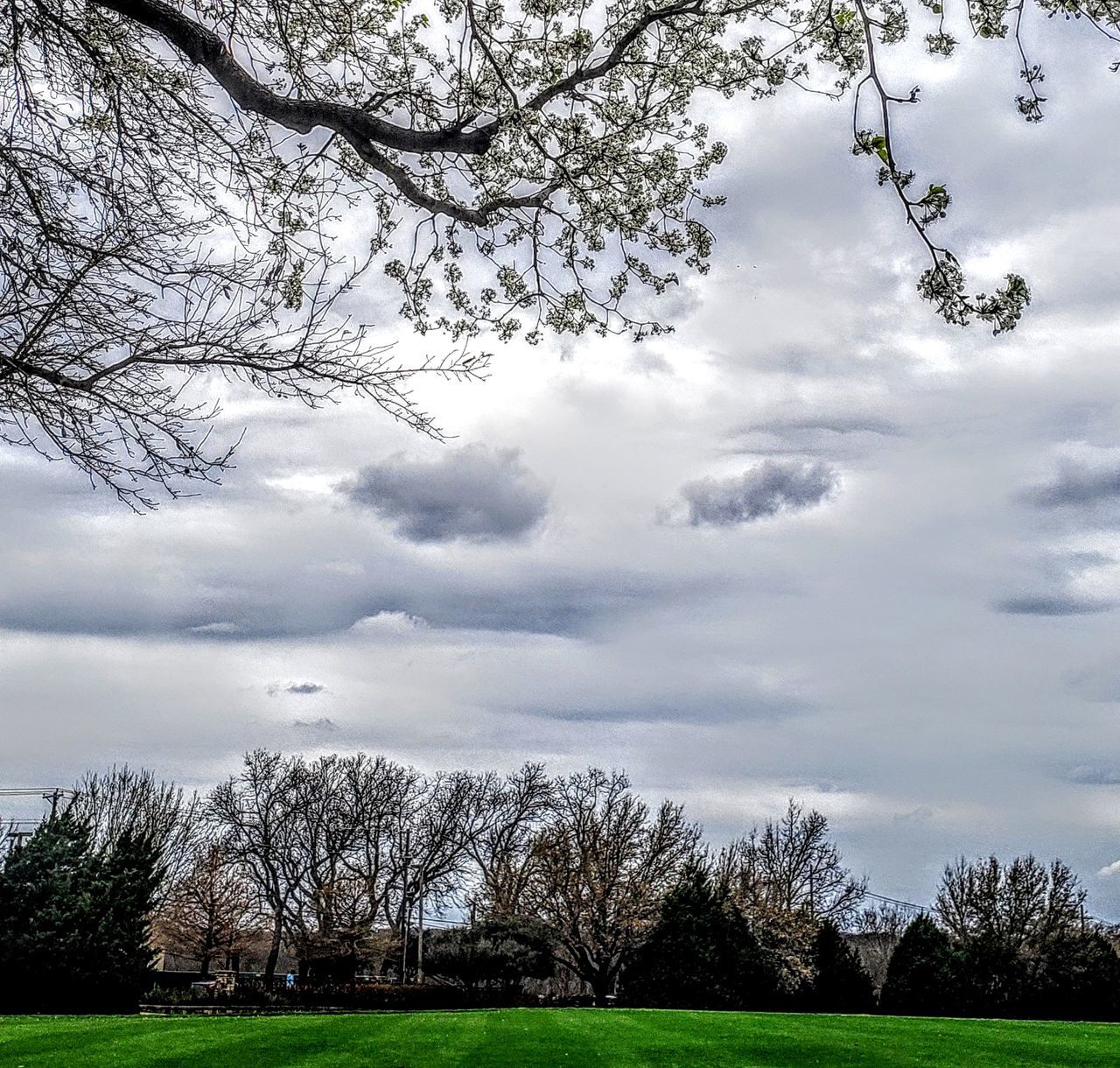 tree, plant, nature, sky, cloud, grass, environment, landscape, beauty in nature, flower, no people, scenics - nature, tranquility, land, sunlight, rural area, field, tranquil scene, meadow, outdoors, day, leaf, non-urban scene, green, morning, branch, springtime, cloudscape, growth, travel destinations, overcast, rural scene