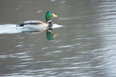 Birds in water