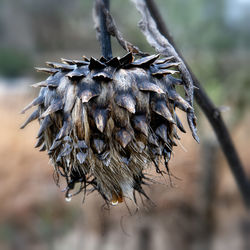 Close-up of dried plant