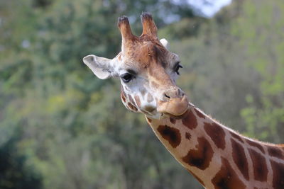 Giraffe orana park