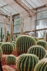 Close-up of succulent plant in greenhouse