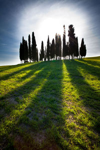 Silhouette trees on field against sky