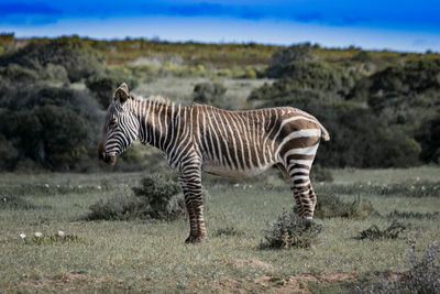 Zebra standing on field against sky