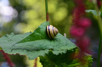 Close-up of insect on plant