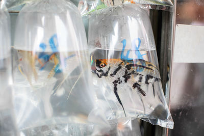 Close-up of fish in glass