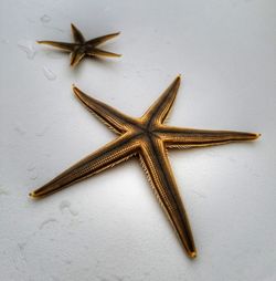 High angle view of starfish on table