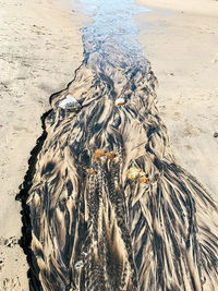 High angle view of starfish on beach