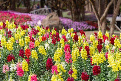 Close-up of multi colored flowers in park