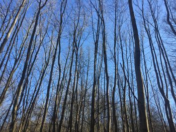 Low angle view of bare trees against sky