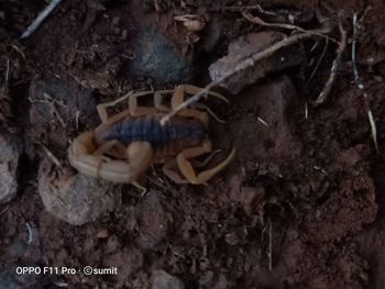 High angle view of a mushrooms