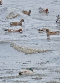 Ducks swimming in sea