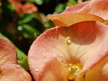 Close-up of wet flower