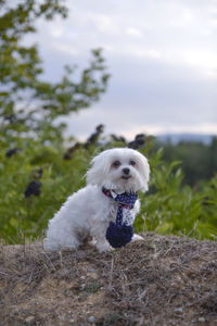 Maltese puppy - maltese dog breed,teacup maltese