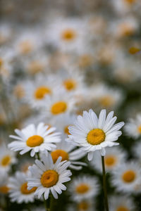 Close-up of white daisy flowers